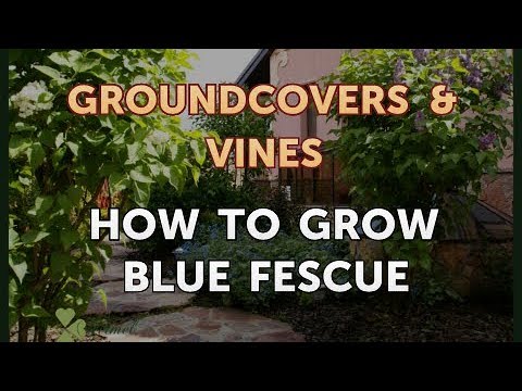 How to Grow a Trumpet Vine