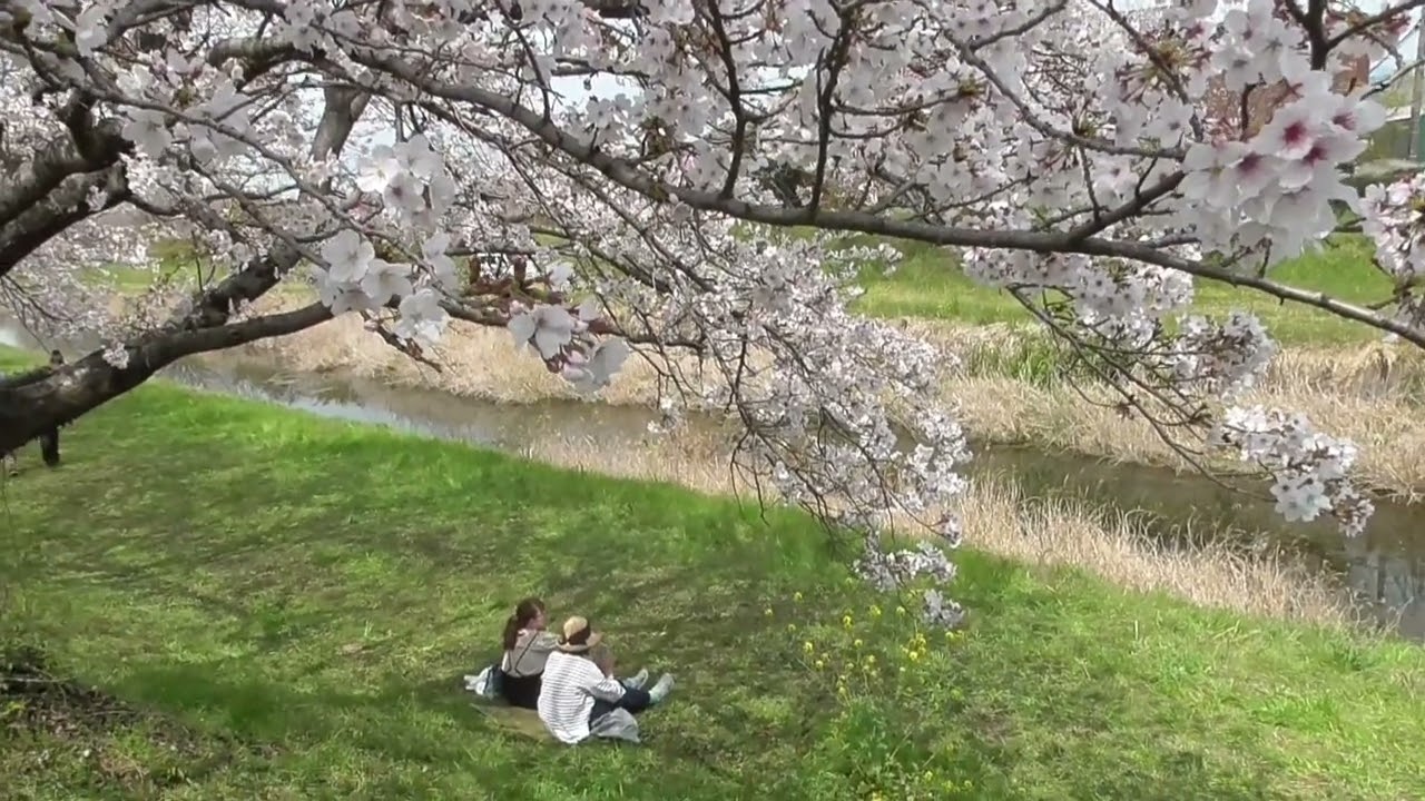 流川桜並木の桜が満開！令和8年3月30日