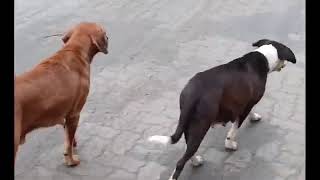 BONDE DO CARAMELO DANDO UM ROLE