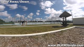5mo Australian Shepherd "Callaway" obedience video! Space Coast Dog Training.