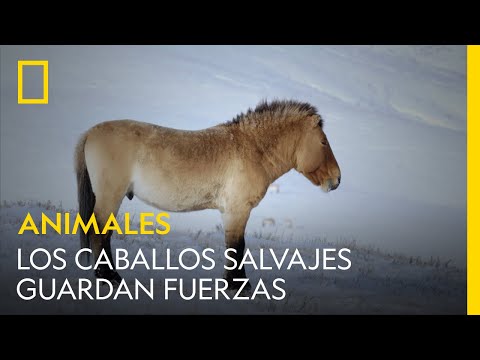 , title : 'Los últimos caballos salvajes guardan fuerzas en invierno | NATIONAL GEOGRAPHIC ESPAÑA'