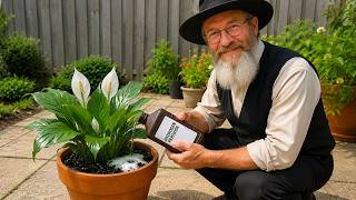 Why You Should Spray Your Plants with Hydrogen Peroxide Immediately?