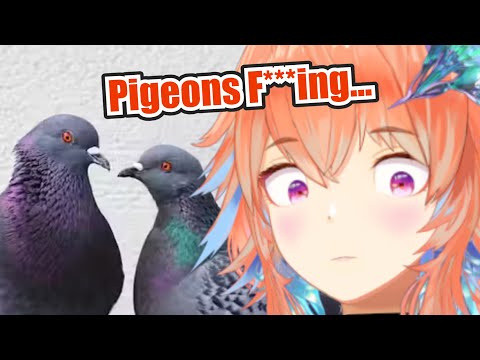 Kiara Was Permanently Traumatized By Pigeons Kiara Was Permanently Traumatized By Pigeons