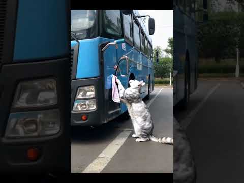 When CATS Take Over CAR Washing!