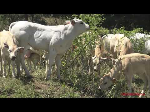 MUCCHE, MANZE E VITELLINI AL PASCOLO CON MULO E ASINELLO A LIMONE Pte. (CN) GIOV. 7 - 7 - 2022.