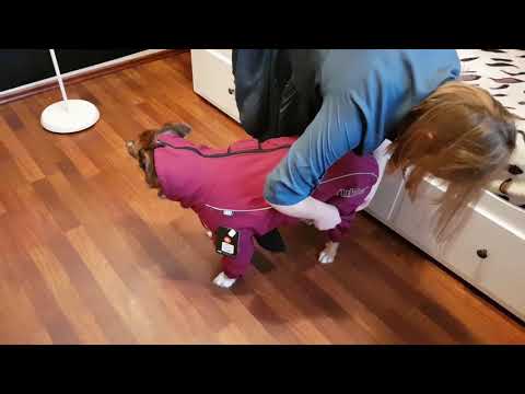 RUKKA THERMAL kombinezon dla psa, fioletowy, 9 rozmiarów