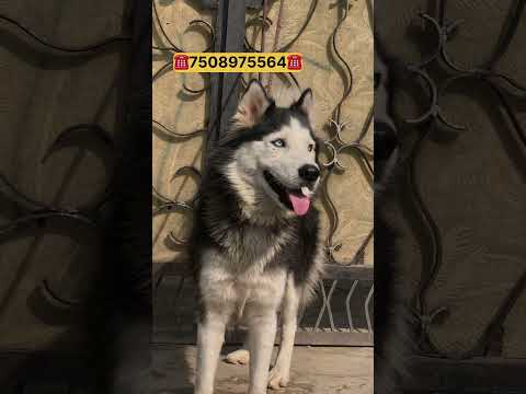 🐶🙋‍♂️ #davindernirman #reels #viralvideo