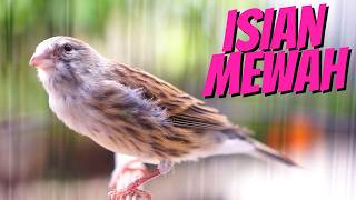 Download lagu KENARI ISIAN MEWAH FAVORITE - MASTERAN KENARI ISIAN BLACKTHROAT GACOR SUARA JERNIH PALING JOS JIS mp3