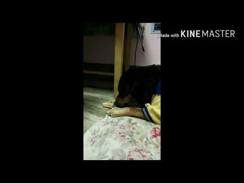 "mummum,please stop the camera......I just hate it.."CHERRY.cute dog video/dog love