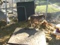 Happy Coyote Playing With Toy Featuring Frodo The Coyote
