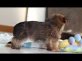 Morkie dogs for sale: Binette - Video 1