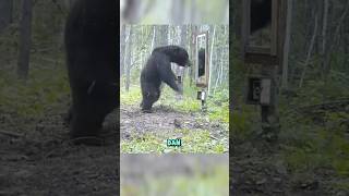 Download lagu Surprised Bear Makes You Laugh 🤣 #bear #bears #shorts #animals mp3