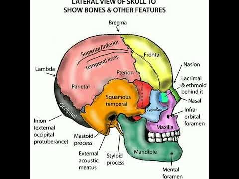 Lateral view of skull showing bones  Temporal frontal parietal occipital mandible maxilla zygomatic