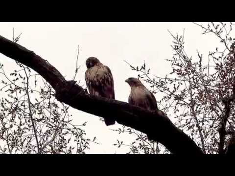 Red-tailed hawks mating in Tompkins Square, NYC