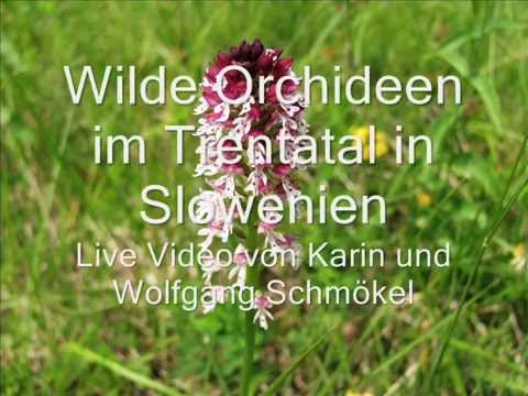"Wilde Orchideen im Trenta Tal / Slowenien"-Live Video von Karin und Wolfgang Schmökel
