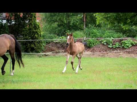 Hengstfohlen von Origi D'O -for sale -