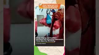 Harga Daging Sapi Pasca Lebaran 2023 Melambung Tinggi, Tembus Rp 169 Ribu/Kg di Kalimantan Timur