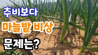 마늘밭 비상? 지금 꼭 필요한건 추비보다 이것 더 신경써야 마늘이 굵어 진다
