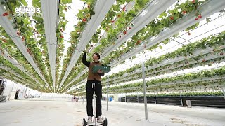청년농부의 도전스토리(농림부장관상) / smartfarm/ 귀농 / 딸기농사(sub ENG)