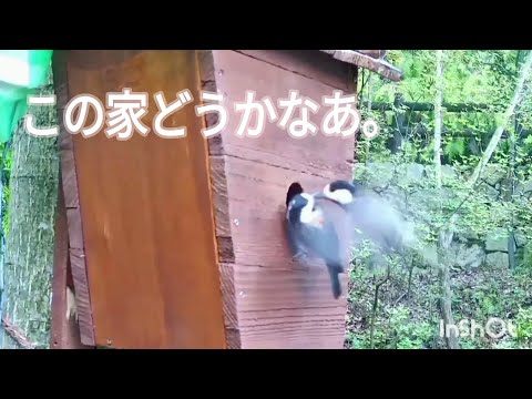 巣箱と餌柱、どちらが良いでしょうか? 自然と動物