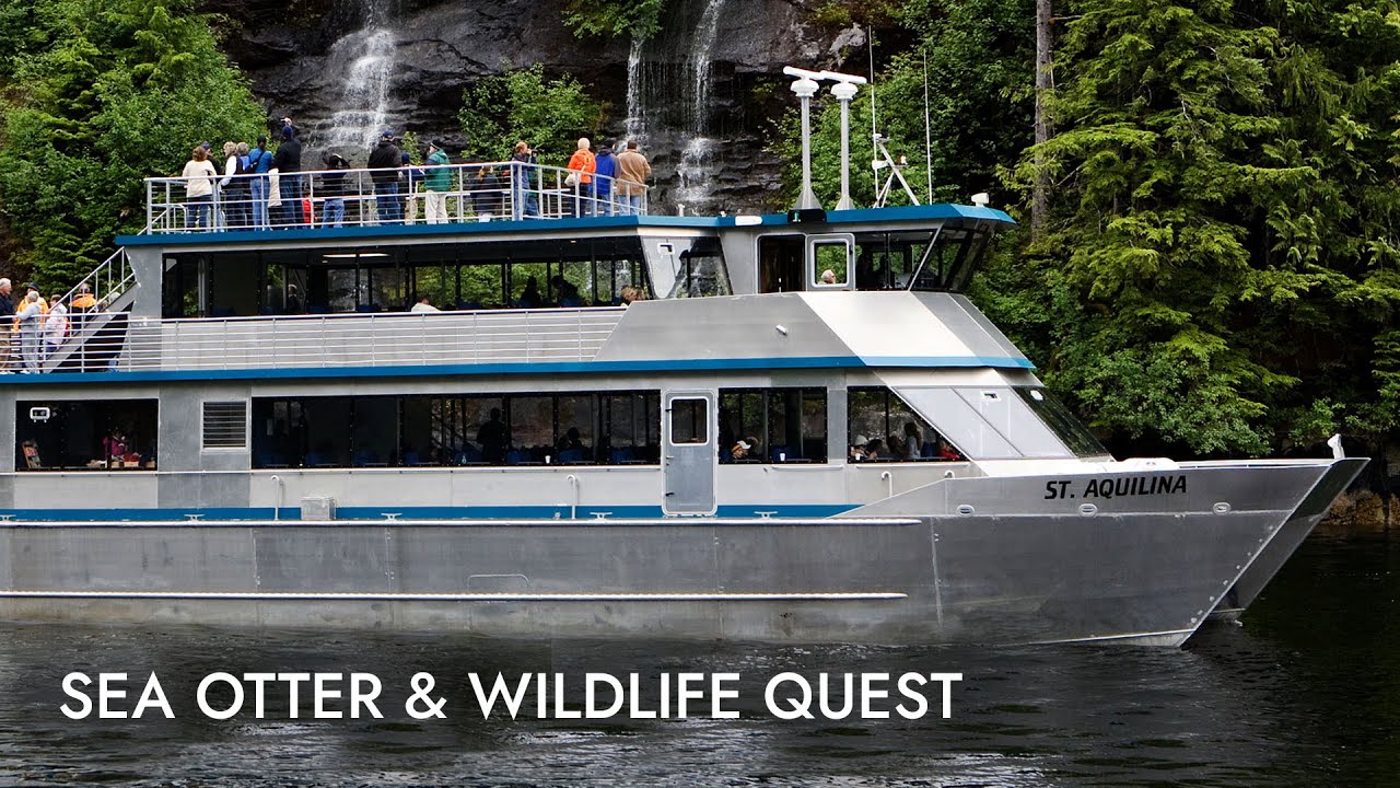 Sea Otter & Wildlife Quest | Shore Excursion | NCL