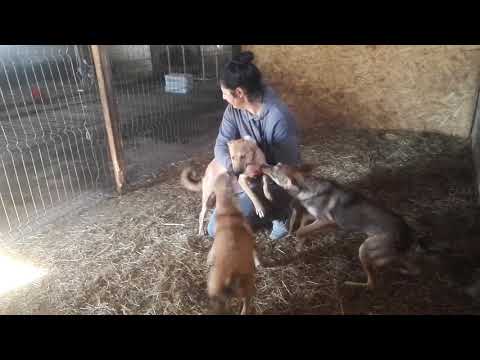 UUDET: Leanne, Lenny ja Leyla 28.9.2018 Cosoba