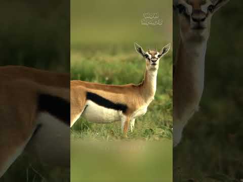 Incredible Gazelle Escape from Cheetah’s Lightning-Fast Attack