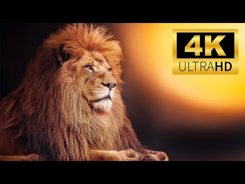 Exploring the Wilderness World:  LION | Wild Animals in 4K ULTRA HD | Relaxing Animals Sound