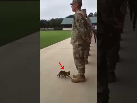 Kitten Approaches a Soldier — and Does Something UNEXPECTED