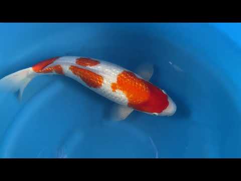 Ginrin Kohaku