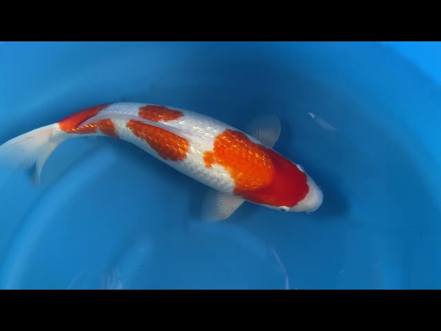 Ginrin Kohaku