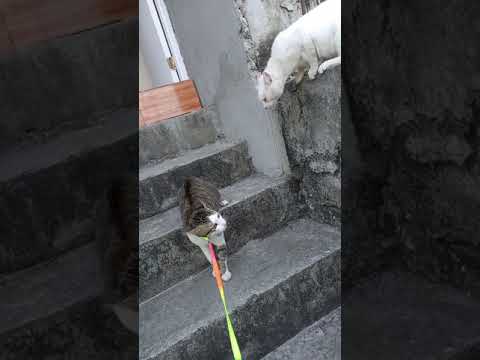 caloy matapang a meow2🤣