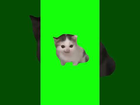 German Cat | Green Screen #cat #catmeme #german #germany #painter #kitten #meme #memes #fyp