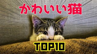 可愛い猫TOP10　　cute cats　Top10