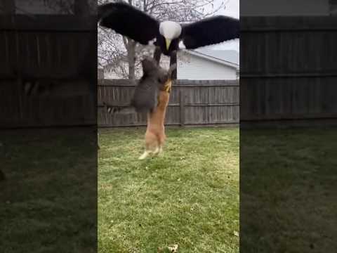 Cat Saves Puppy From Eagle Attack