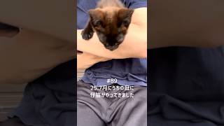 【猫動画】保護した仔猫と先住猫日常🐈‍⬛かわいいし癒し #保護猫 #子猫 #ねこのいる生活