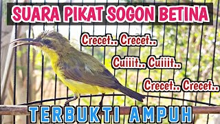 Download lagu SOGON BETINA PIKAT MEMANGGIL JANTAN ‼️ PANCINGAN SOGON AGAR CEPAT BUNYI DAN NAIK BIRAHI mp3 Download lagu SOGON BETINA PIKAT MEMANGGIL JANTAN ‼️ PANCINGAN SOGON AGAR CEPAT BUNYI DAN NAIK BIRAHI mp3