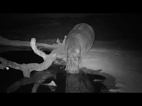 Djuma: Second Hippo arrives - 18:44 - 08/29/19