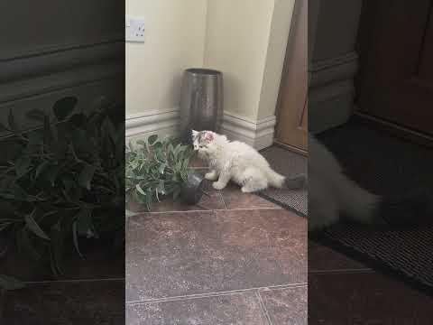 Scottish Straight Longhair Kitten - Image 2