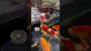 Download lagu #kolam #ikankoiindonesia #koiindonesia #ikankoi #aquariumfish #ikan #ikanhias mp3 Download lagu #kolam #ikankoiindonesia #koiindonesia #ikankoi #aquariumfish #ikan #ikanhias mp3