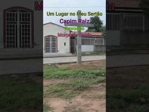 Capim Raiz #nordeste #bahia #morpará #sãofrancisco