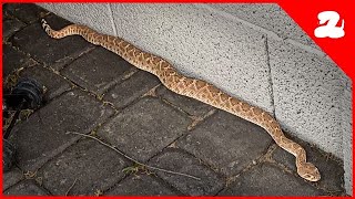 Getting Rid of Backyard Rattlesnakes