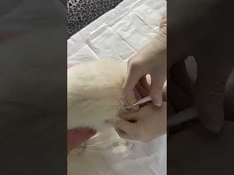 Siberian Husky puppy for sale