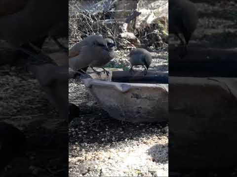 Birdday 136 Tordo musico Tordo pico corto 2508 25