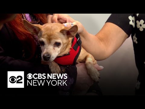 Furry Friend Finder: Paloma - YouTube