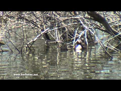 Somormujo lavanco ( Podiceps cristatus ) G c Greble
