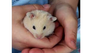 Cover art for Howling  Andromedik Remix