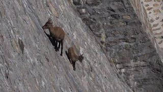 Alpine Ibex defies gravity on Italian near-vertical dam