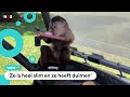 Aap uit dierentuin belt de politie