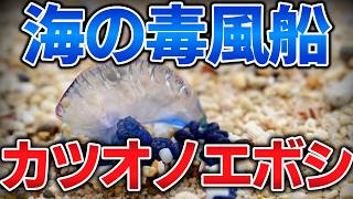 ゆっくり毒物vol.140　カツオノエボシ【ゆっくり解説】
